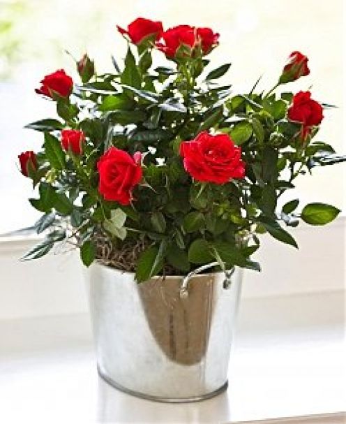 Rose in vaso