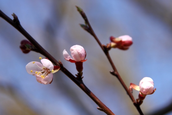 boccioli di fiori di albicocca