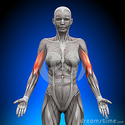 bicipite-muscoli-femminili-di-anatomia-41041633